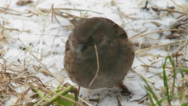 Vogelfütterung Schneebedeckten Feld — Stockvideo