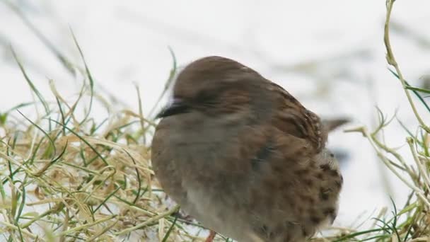 Bird Feeding Snow Covered Field — Stock Video