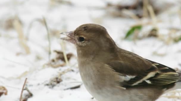 Vogelfütterung Schneebedeckten Feld — Stockvideo