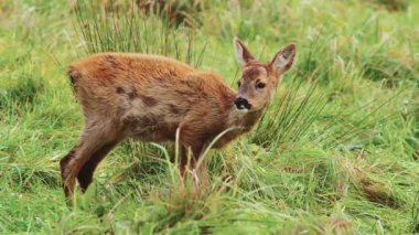 Fawn tarlada otluyor