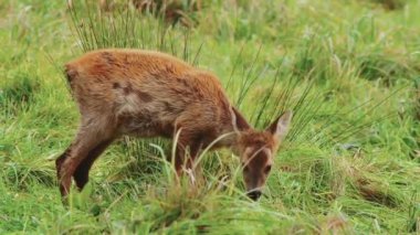 Fawn tarlada otluyor