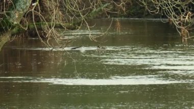 Avrasyalı su samuru nehirde yüzüyor
