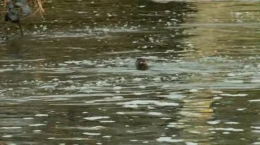 Avrasyalı su samurları nehirde yüzüyor