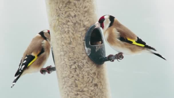 Twee Goudvinken Vogelvoeder Winter — Stockvideo