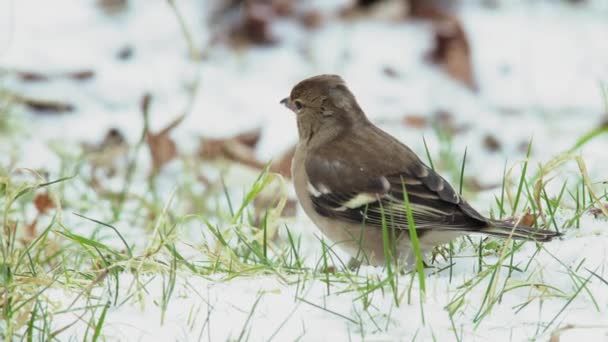 Bird Feeding Snowy Field — Stock Video