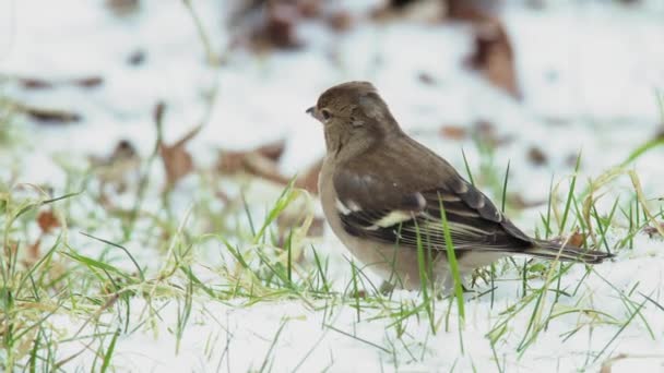 Alimentación Aves Campo Nevado — Vídeos de Stock