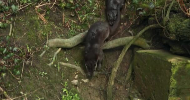 Euraziatische Otters Die Rivier Binnenkomen — Stockvideo