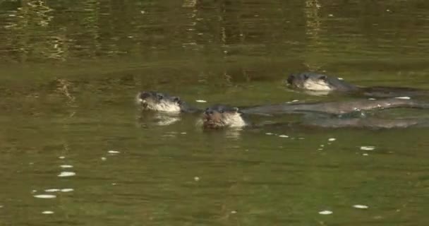Lontras Eurasianas Nadando Rio — Vídeo de Stock