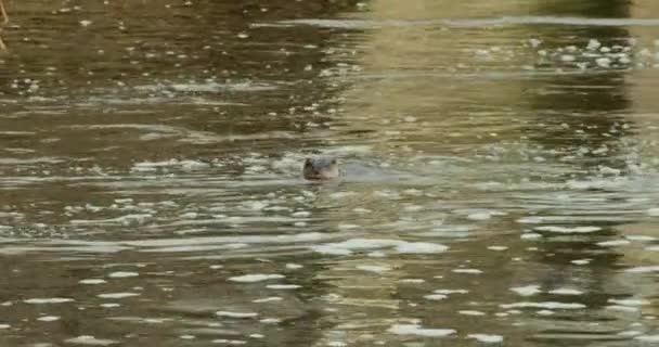 Lontras Eurasianas Nadando Rio — Vídeo de Stock