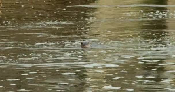 Loutres Eurasiennes Nageant Dans Rivière — Video