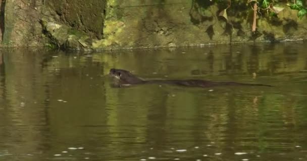 Euraziatische Otter Zwemmen Rivier — Stockvideo