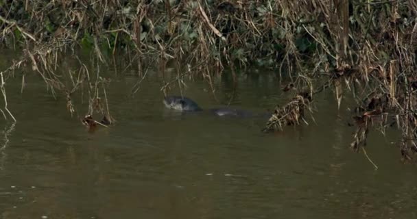 Loutres Eurasiennes Nageant Dans Rivière — Video