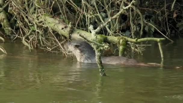 Loutres Eurasiennes Nageant Dans Rivière — Video