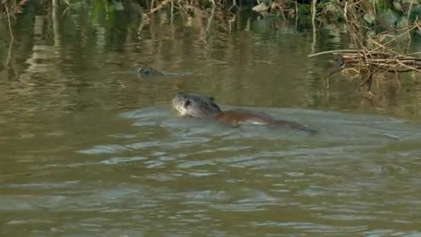 Eurasian Lontra Nuoto Nel Fiume — Video Stock