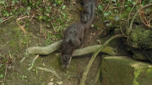 Loutres Eurasiennes Entrant Dans Rivière — Video