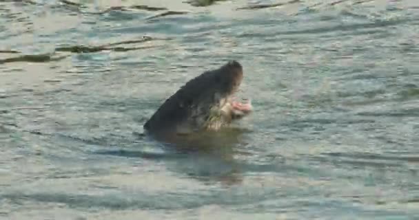 Eurasian Otter Feeding Swimming River Royalty Free Stock Video