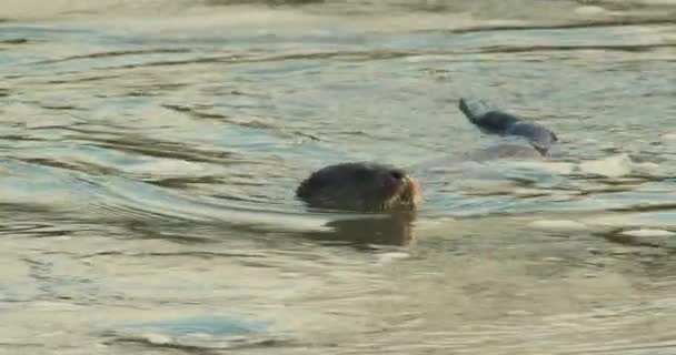 Euraziatische Otter Zwemmen Rivier — Stockvideo