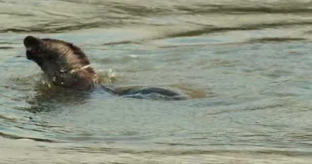 ユーラシアのカワウソの餌やりと川での水泳 — ストック動画