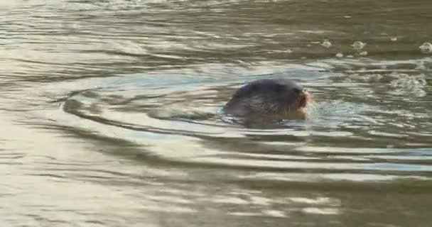 Euraziatische Otter Zwemmen Rivier — Stockvideo