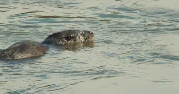 Euraziatische Otter Voeden Zwemmen Rivier — Stockvideo