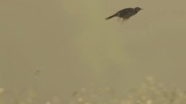 Avrasya tarlakuşu çimenli tarlaların üzerinde uçuyor