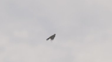 Avrasya tarlakuşu gökyüzüne doğru uçuyor