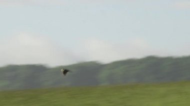 Avrasya tarlakuşu gün batımında çimenli tarlaların üzerinde uçuyor