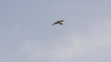 Avrasya tarlakuşu gün batımında çimenli tarlaların üzerinde uçuyor