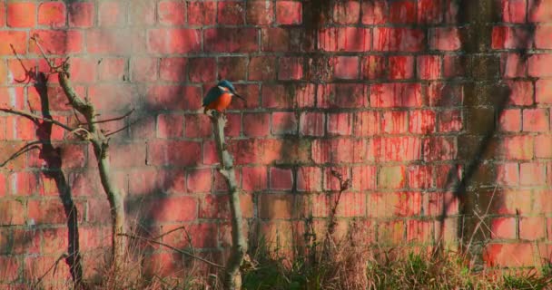 Common Kingfisher Perching Branch — Stock Video