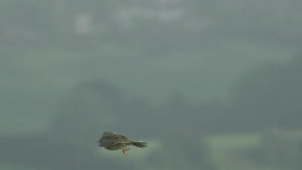 Euraziatische Leeuwerik Vliegt Boven Grasveld — Stockvideo