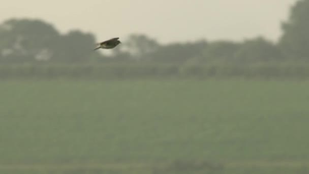 Avrasya Tarlakuşu Çimenli Tarlaların Üzerinde Uçuyor — Stok video