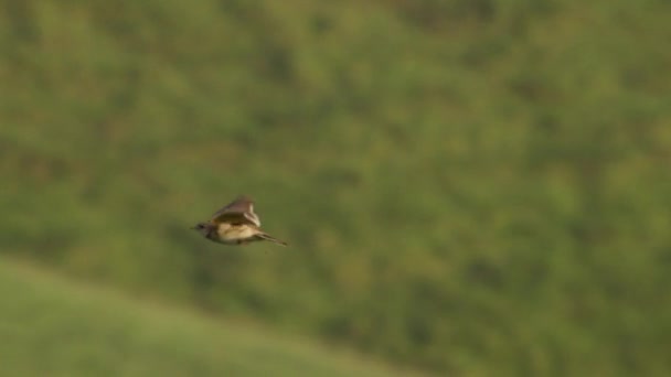草原の上を飛ぶユーラシア スカイラークとポールへの着陸 — ストック動画