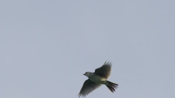 Eurasia Skylark Terbang Melawan Langit — Stok Video