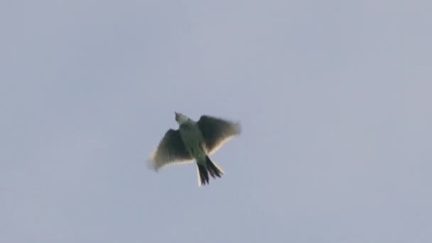 Feldlerche Fliegt Gegen Den Himmel — Stockvideo