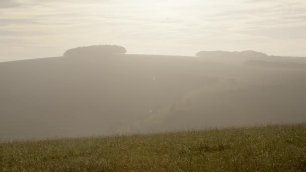 Eurasische Feldlerche Fliegt Bei Sonnenuntergang Über Feld — Stockvideo