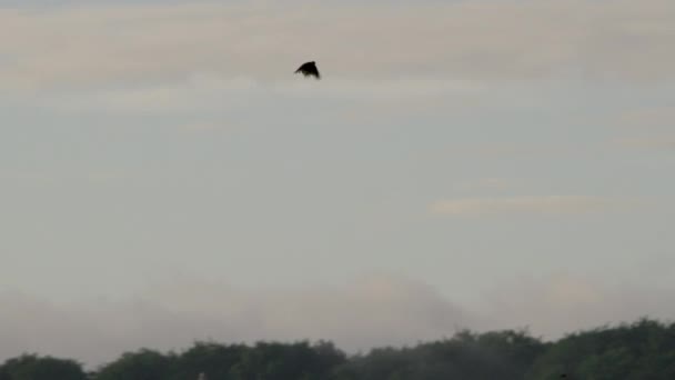ユーラシア スカイラークが空を飛ぶ — ストック動画