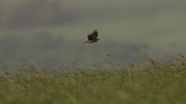 Eurasische Feldlerche Fliegt Bei Sonnenuntergang Über Feld — Stockvideo