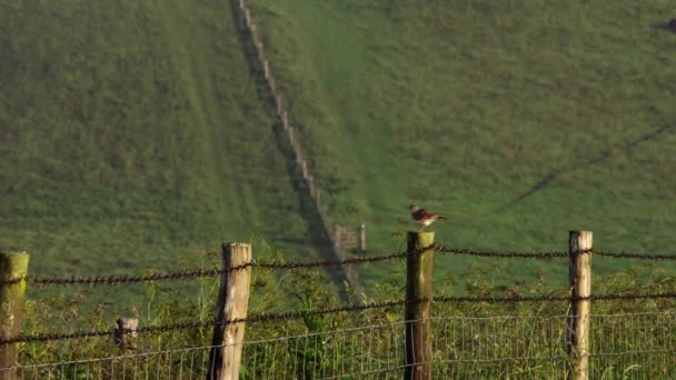 野原の柵の上に立つユーラシア スカイラーク — ストック動画