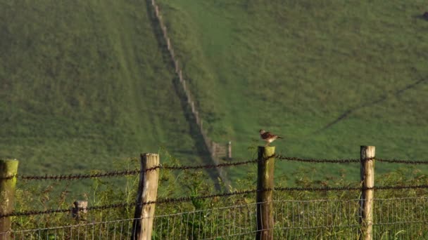 Euraziatische Leeuwerik Een Hek Het Veld — Stockvideo