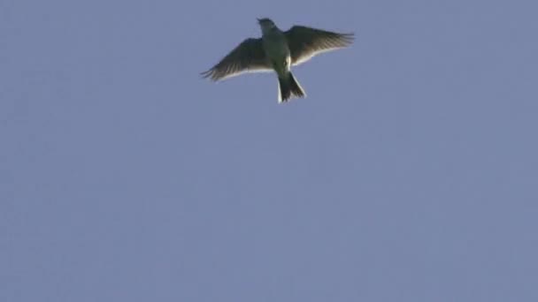 Alouette de ciel eurasienne volant contre le ciel bleu 