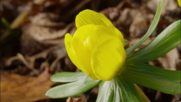 Abertura Aconita Inverno Amarelo — Vídeo de Stock