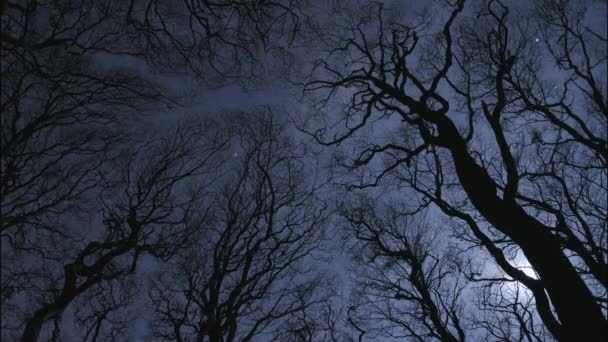 Σιλουέτες Γυμνών Δέντρων Ενάντια Στον Ουρανό Νύχτα — Αρχείο Βίντεο