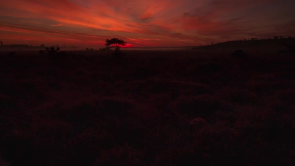 Krokusy Białe Otwierające Timelapse — Wideo stockowe