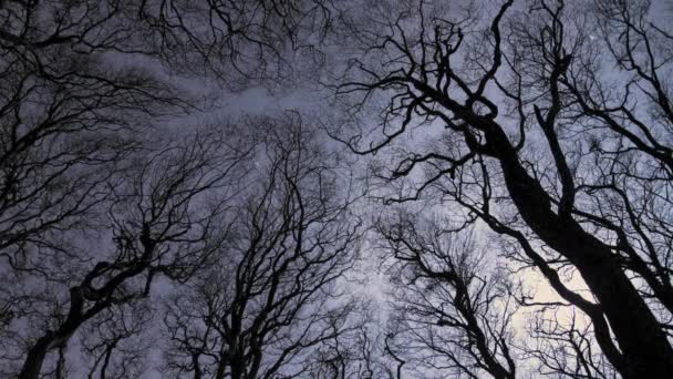 Silhuetas Árvores Nuas Contra Céu Noite — Vídeo de Stock