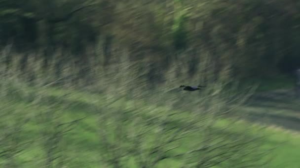 Cuervo Común Volando Sobre Campo Verde — Vídeo de stock