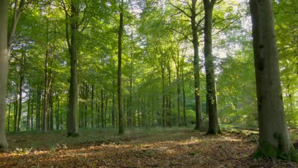 Beukenbos Zomer — Stockvideo