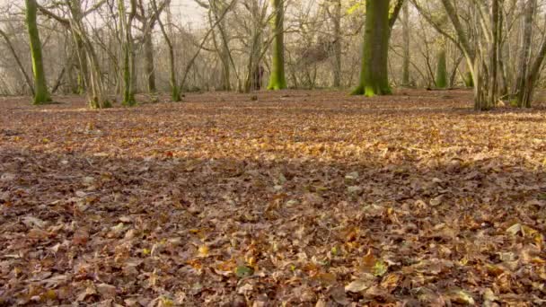 Wiese Wald Herbst — Stockvideo