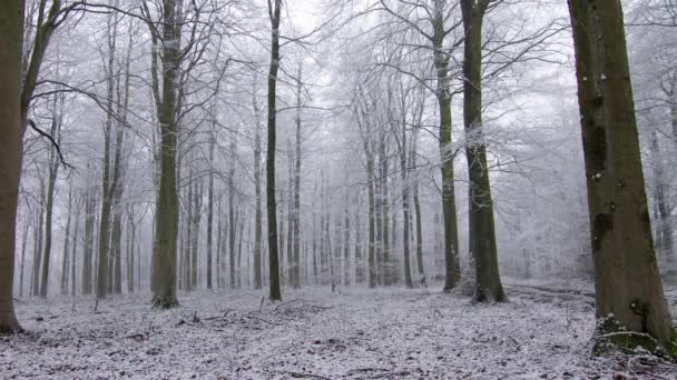 Bois de hêtre en hiver 