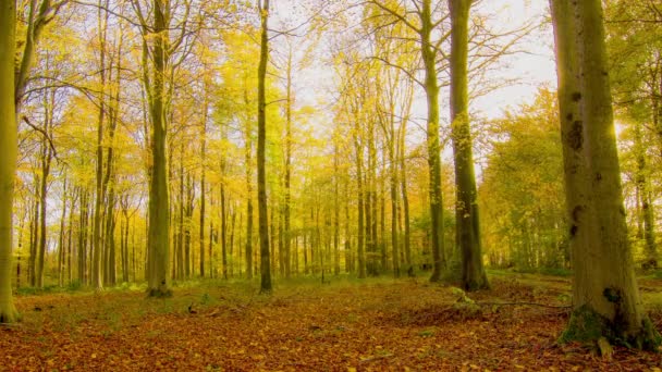 Beech Woodland Autumn — Stock Video