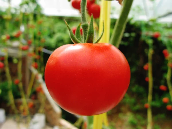 Close Hanging Red Tomato — Stock Photo, Image